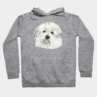 Coton de tulear Hoodie